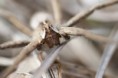 /album/pisauridae/pisaura-mirabilis-rn-jpg/